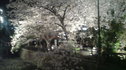 祇園・木屋町の夜桜