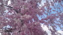 花散らしの雨の後の祇園の桜